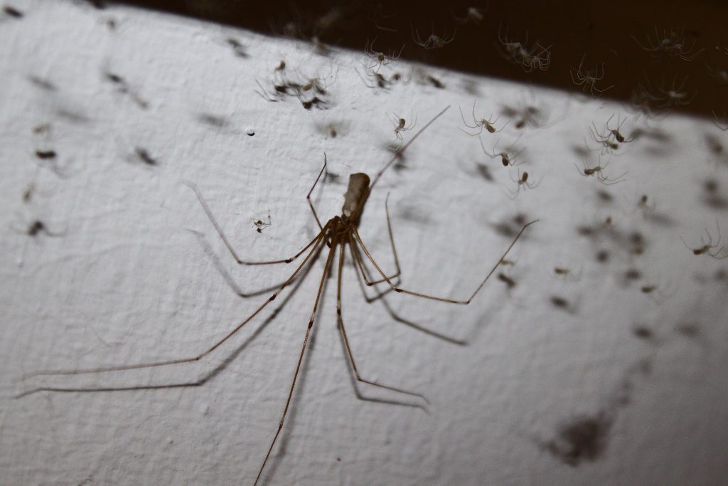 Are cellar spiders harmful? - SpiderPedia