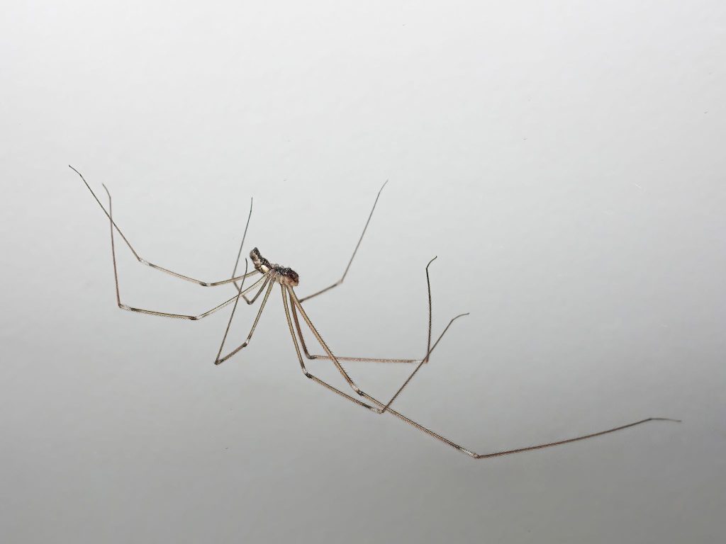 Long-legged cellar spider seen against a plain light background