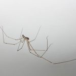 pholcidae also known as cellar spider on the white wall