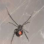 how poisonous are widow spiders