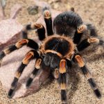 how to take care of the pet tarantulas
