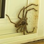 huntsman spider