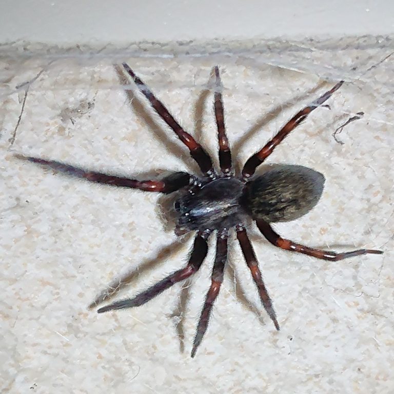 Is a black house spider poisonous? - Spider Pedia