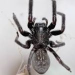 is a black house spider poisonous (4)
