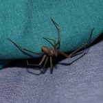 is recluse spider toxic