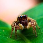 unraveling how long do jumping spiders lifespan (1)