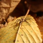 what does a brown recluse spider bite look like