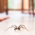 what should i do if the common house spider bites (2)
