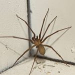 what should i do if there is recluse spider in my room (3)