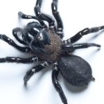 australian funnel web spider (3)