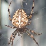 angulate orbweavers (2)