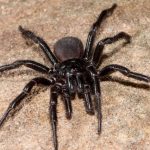 australian funnel web spider facts (9)