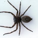 badge huntsman spiders (2)