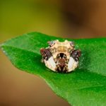 bird dropping spider facts (5)