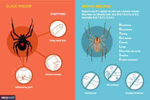 Black House Spider Facts Bite Symptoms SpiderPedia black-house-spider-facts-bite-symptoms-spiderpedia
