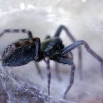 black house spider factsbite symptoms (3)