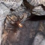 cave spider (4)
