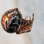 comb footed platform spider (3)