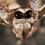 deinopidae net casting spiders (2)