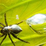 diving bell spider (3)