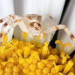 flower crab spider (3)