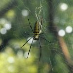 golden orb weaver spider (1)