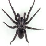 golden trapdoor spider (1)