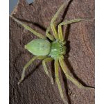 huntsman spiders (2)
