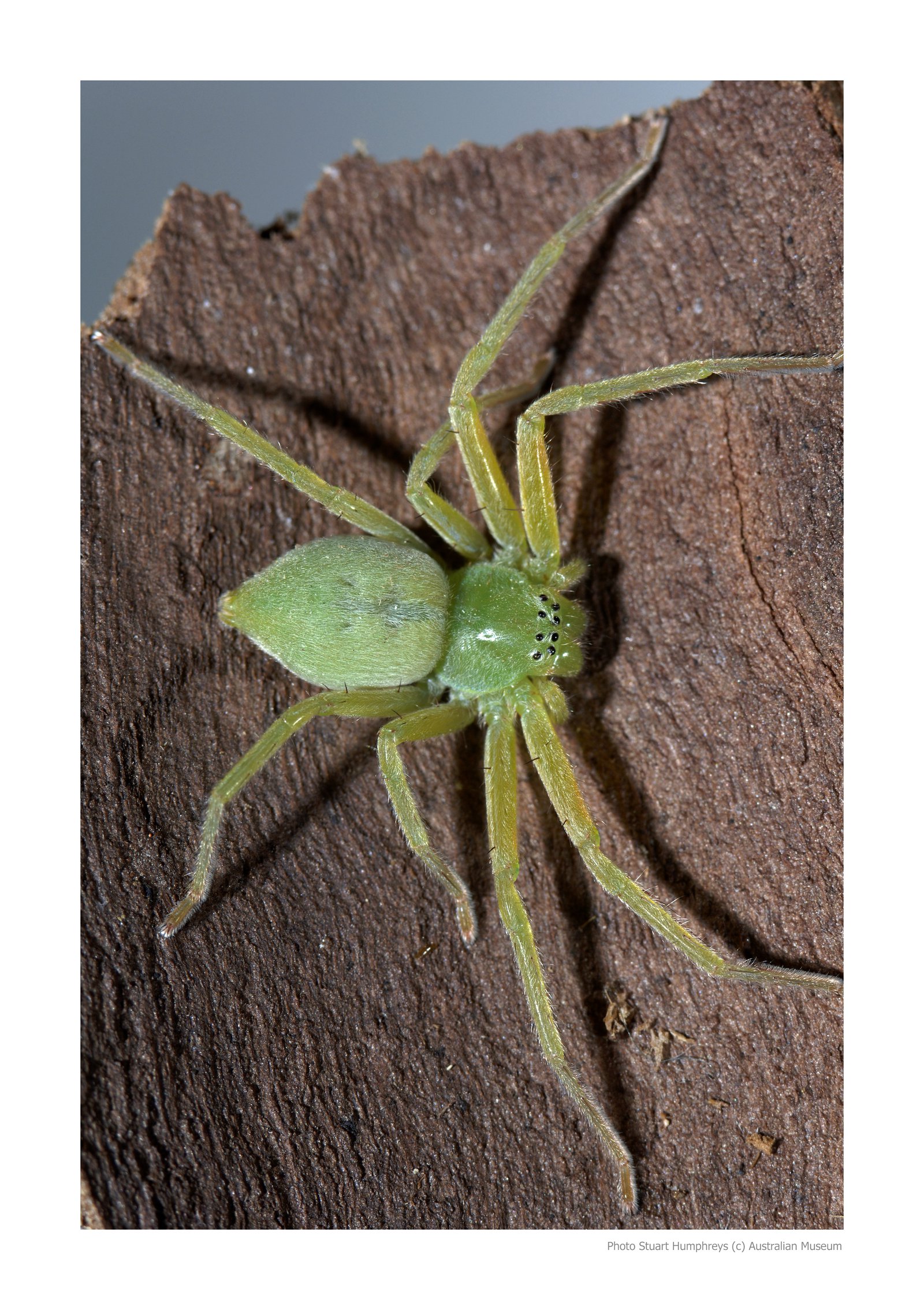 Surprising Facts are huntsman spiders bite dangerous Spider Pedia