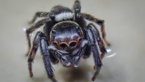 Unveiling the Truth: Are Jumping Spiders Poisonous or Just