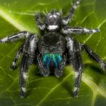 jumping spiders