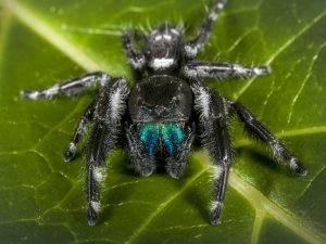 Unveiling the Truth: Are Jumping Spiders Poisonous or Just