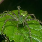 lynx spiders (9)