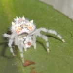 magnificent spider (8)