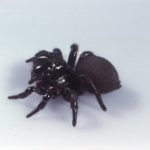 mouse spiders (1)
