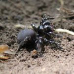 mouse spiders (5)