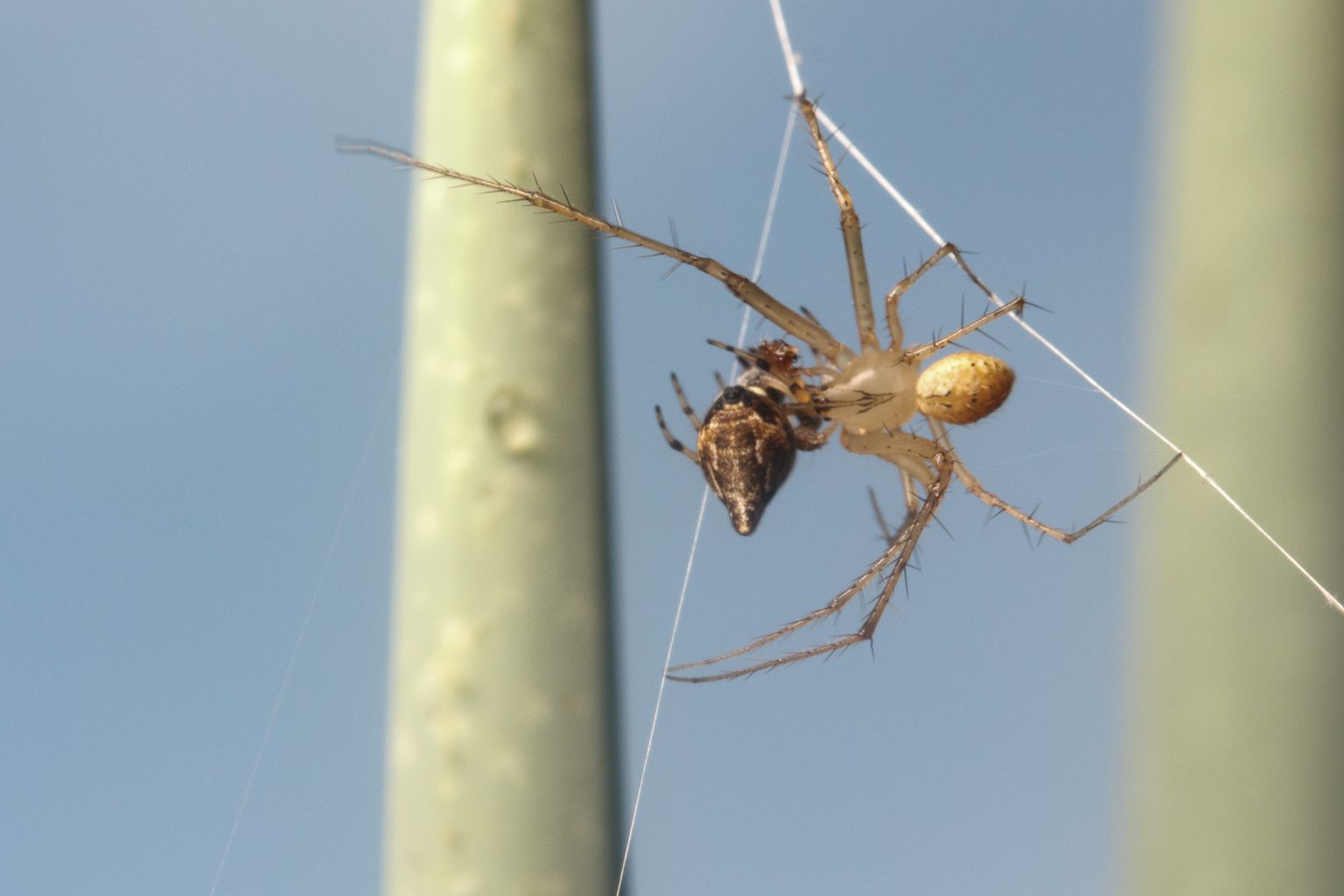 Pirate spider holding another spider while positioned on silk lines