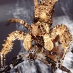 portia fimbriatafringed jumping spider (5)