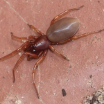 slater eating spider (1)