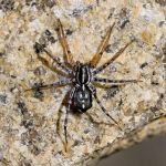 spotted ground spider (1)