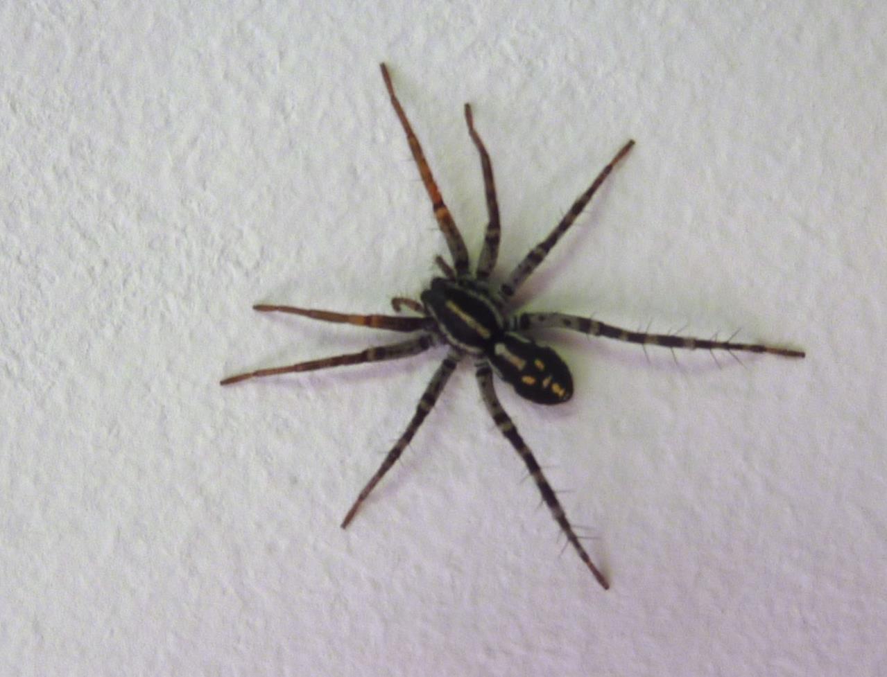 Spotted ground swift spider moving across a natural ground surface