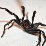 sydney funnel web spider