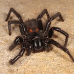 sydney funnel web spider (8)
