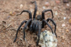 trapdoor spiders australia - interesting facts - Spider Pedia