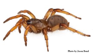 interesting facts about trapdoor spiders - Spider Pedia