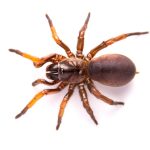 trapdoor spiders (3)