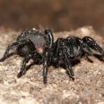 trapdoor spiders (4)