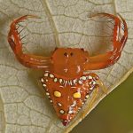 triangular spider (1)