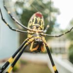 trichonephila clavata (3)