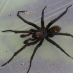 tube web spider (1)